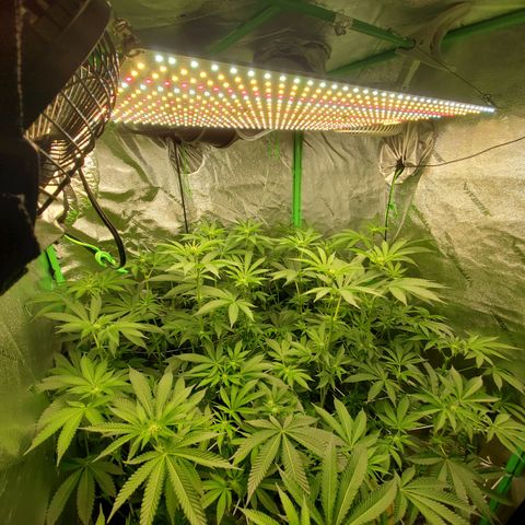 Crescendo growlog timeline photo