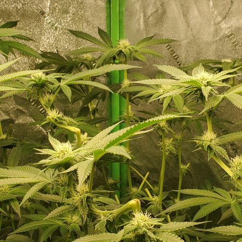 Crescendo growlog timeline photo
