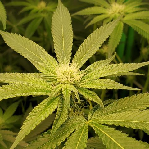 Crescendo growlog timeline photo