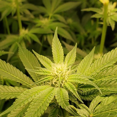 Crescendo growlog timeline photo