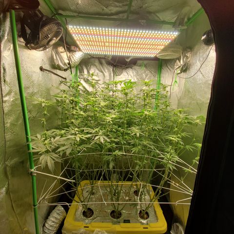 Crescendo growlog timeline photo