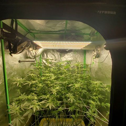 Crescendo growlog timeline photo