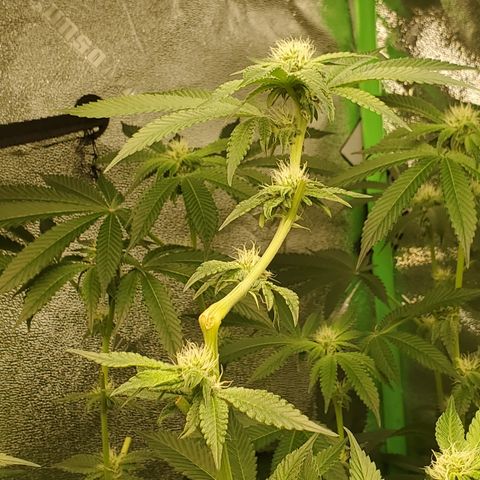Crescendo growlog timeline photo