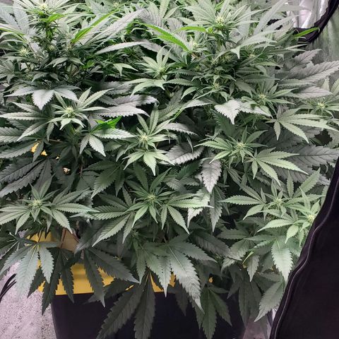Cantaloupe Kush growlog timeline photo