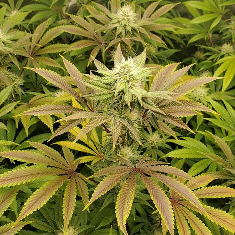 Lilac Diesel growlog timeline photo