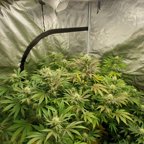 Lilac Diesel growlog timeline photo