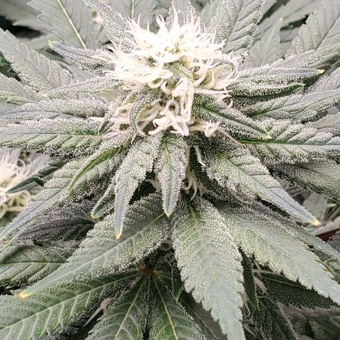 Cantaloupe Kush growlog timeline photo