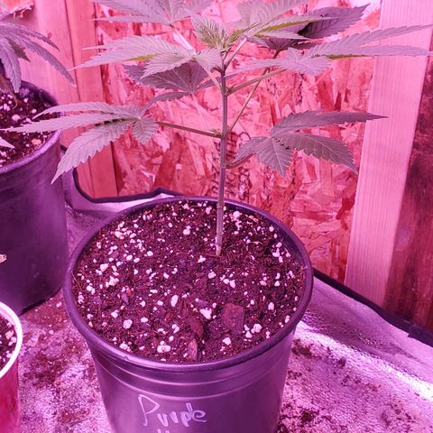 Purple Haze growlog timeline photo