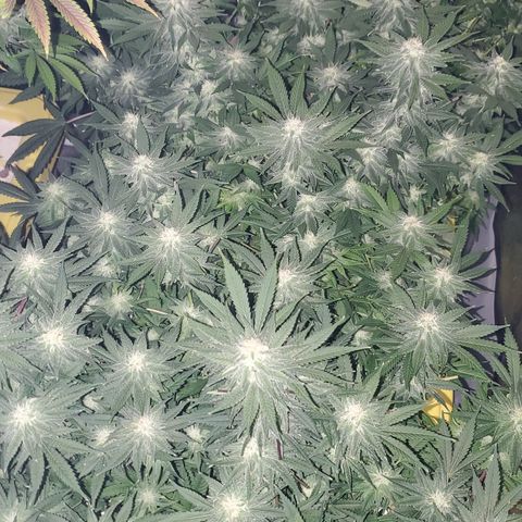 Cantaloupe Kush growlog timeline photo