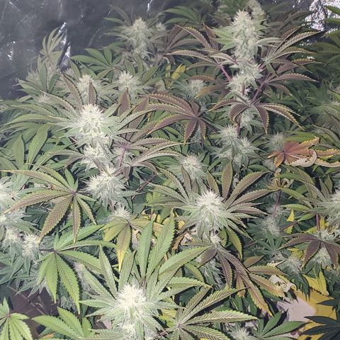 Lilac Diesel growlog timeline photo