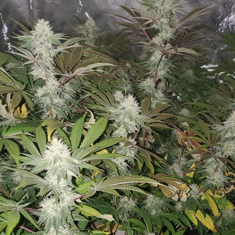 Lilac Diesel growlog timeline photo