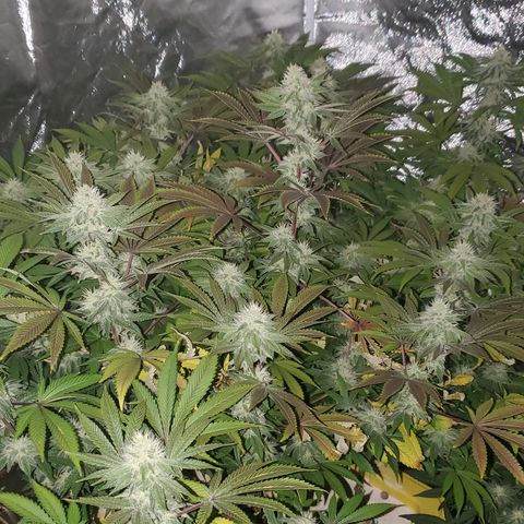 Lilac Diesel growlog timeline photo