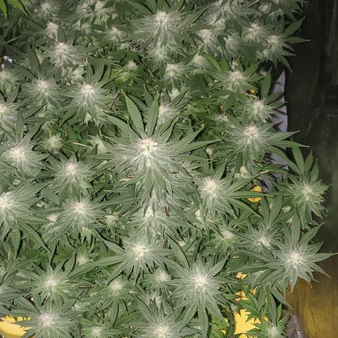 Cantaloupe Kush growlog timeline photo