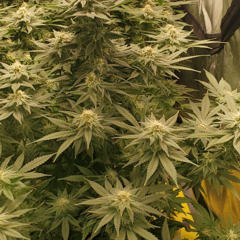 Cantaloupe Kush growlog timeline photo