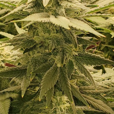 Cantaloupe Kush growlog timeline photo