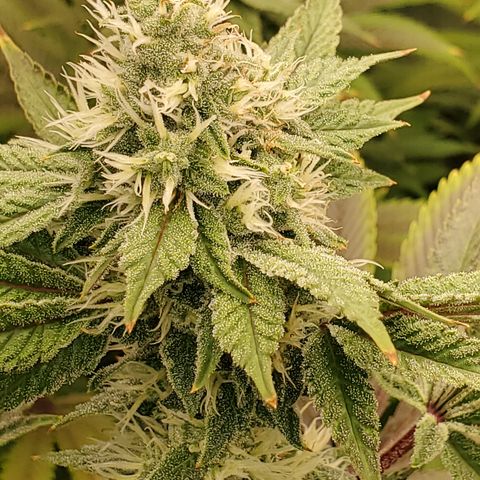 Lilac Diesel growlog timeline photo
