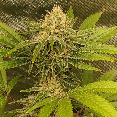 Lilac Diesel growlog timeline photo