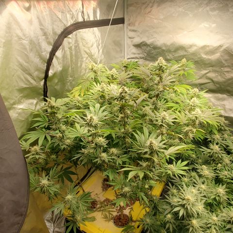 Lilac Diesel growlog timeline photo
