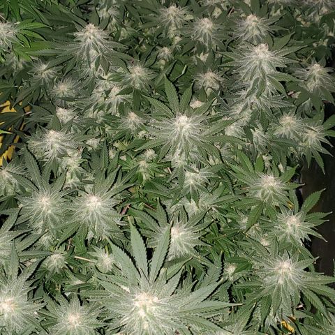 Cantaloupe Kush growlog timeline photo