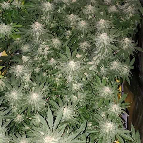 Cantaloupe Kush growlog timeline photo