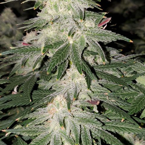 Cantaloupe Kush growlog timeline photo