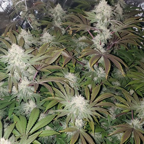 Lilac Diesel growlog timeline photo