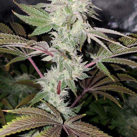 Lilac Diesel growlog timeline photo