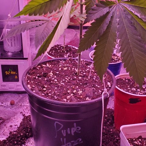 Purple Haze growlog timeline photo