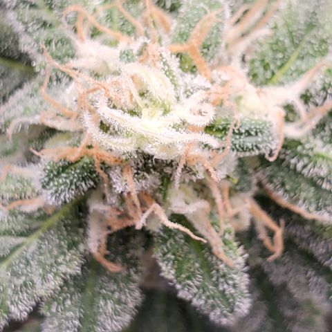 Cantaloupe Kush growlog timeline photo
