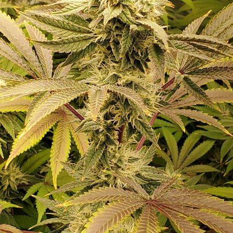 Lilac Diesel growlog timeline photo