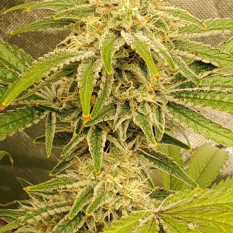 Lilac Diesel growlog timeline photo