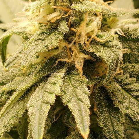 Cantaloupe Kush growlog timeline photo