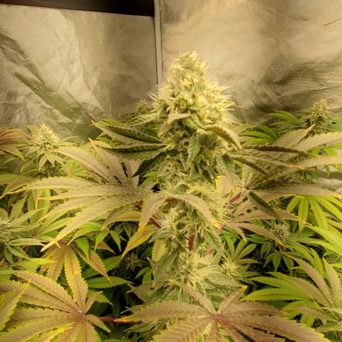 Lilac Diesel growlog timeline photo