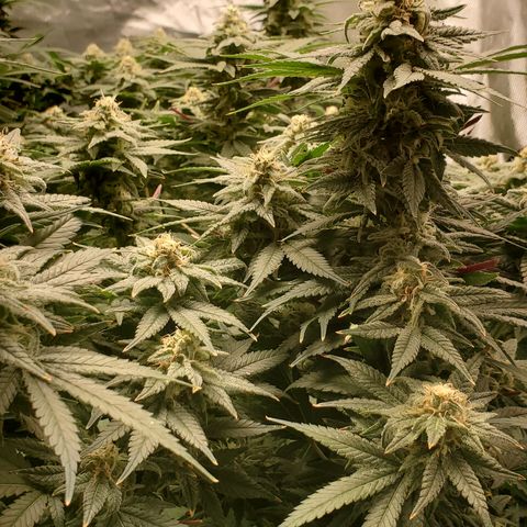 Cantaloupe Kush growlog timeline photo
