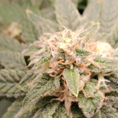 Cantaloupe Kush growlog timeline photo