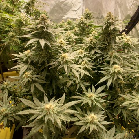Cantaloupe Kush growlog timeline photo