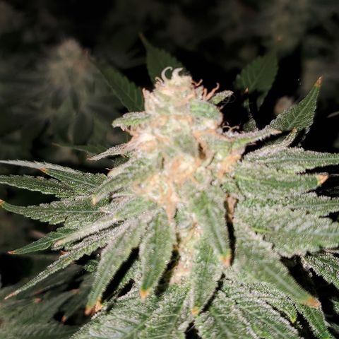 Cantaloupe Kush growlog timeline photo