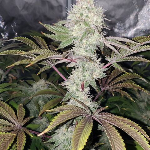 Lilac Diesel growlog timeline photo
