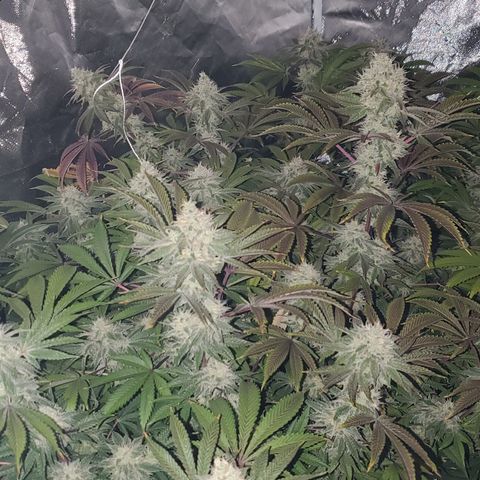Lilac Diesel growlog timeline photo
