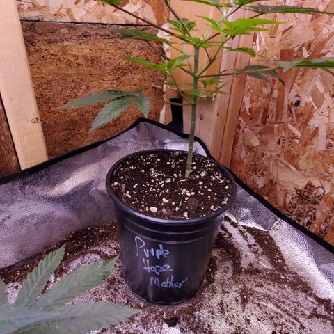 Purple Haze growlog timeline photo
