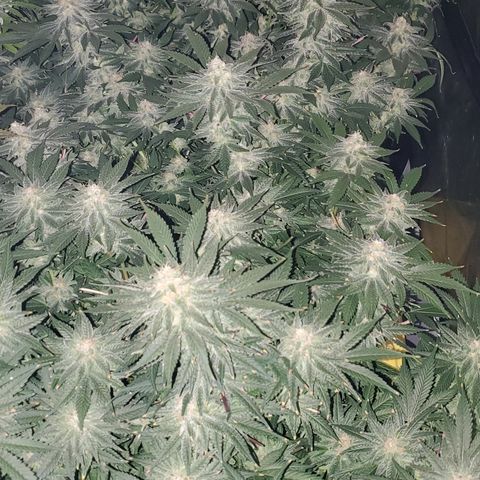Cantaloupe Kush growlog timeline photo