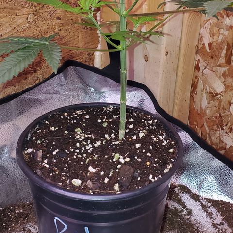Purple Haze growlog timeline photo
