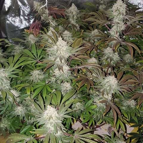 Lilac Diesel growlog timeline photo