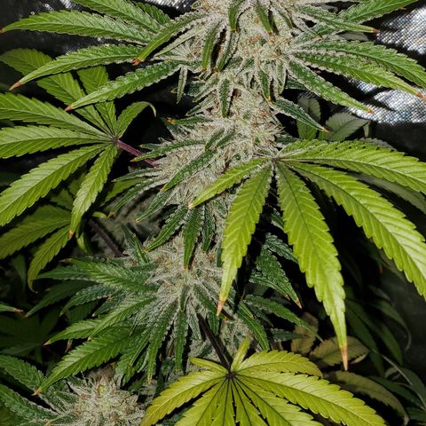 Lilac Diesel growlog timeline photo