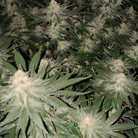 Cantaloupe Kush growlog timeline photo