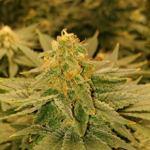 Cantaloupe Kush growlog timeline photo
