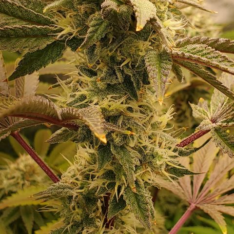Lilac Diesel growlog timeline photo