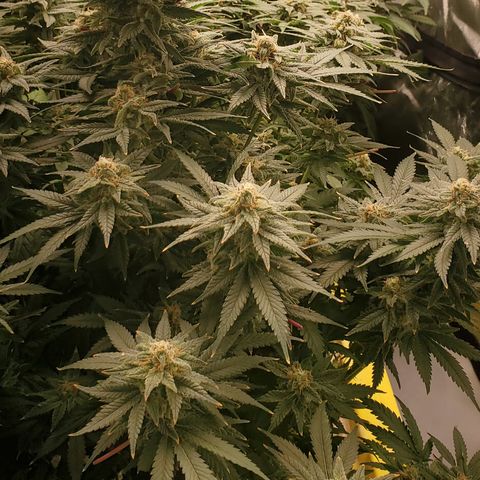 Cantaloupe Kush growlog timeline photo