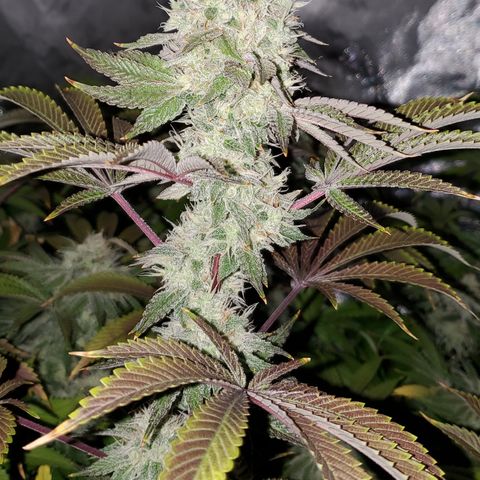 Lilac Diesel growlog timeline photo