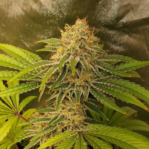 Lilac Diesel growlog timeline photo